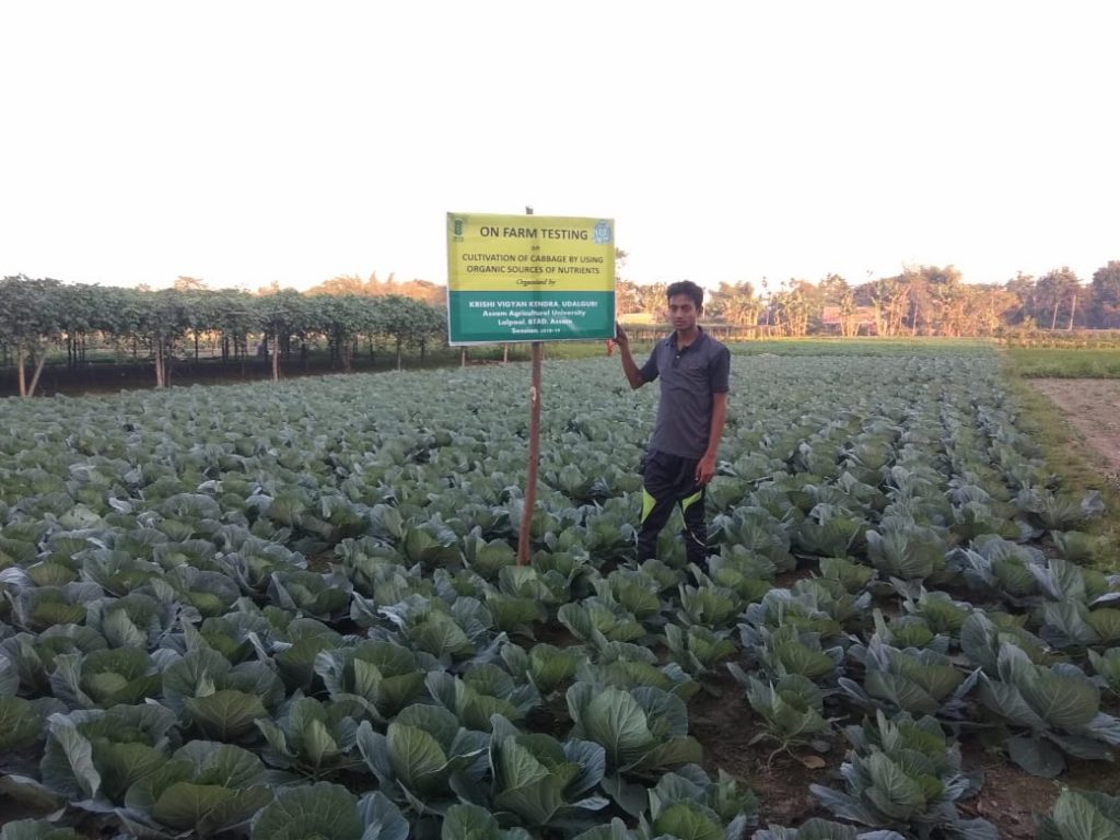 OFT on organic cabbage cultivation